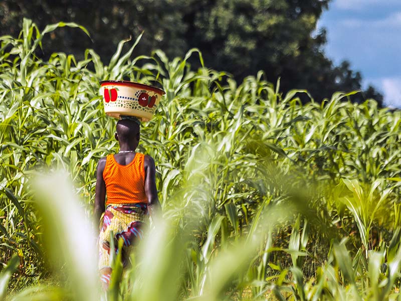 ISWAP Kills 23 Christian Farmers